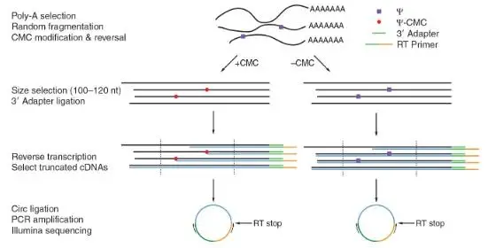 假尿苷（Ψ）修飾研究：Ψ-seq、BID-seq、BACS與納米孔技術(shù)的全面對比