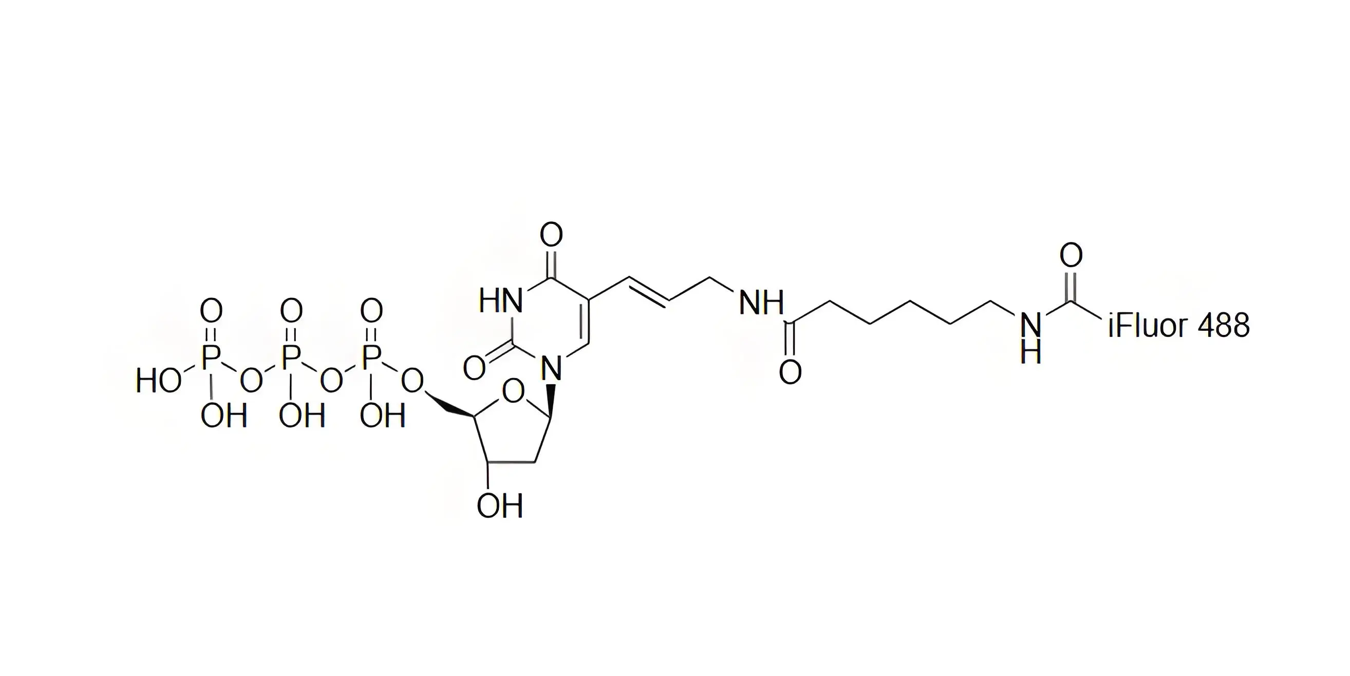 iFluor488-dUTP，iFluor488-脫氧尿苷三磷酸在dsDNA標(biāo)記中的應(yīng)用